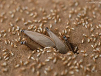 2012年第24個(gè)全國愛衛(wèi)月公益活動(dòng)