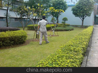 南寧第45屆體操世界錦標(biāo)賽主賽場(chǎng)、訓(xùn)練場(chǎng)病媒生物防制工作