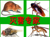 怎樣預防老鼠？